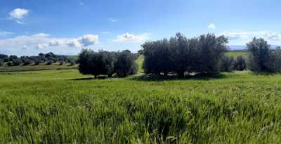 Terreno in Vendita a Tuscania Localetã  le Mandrie